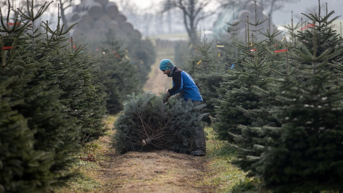 Obrazem: „Nefrézujte kmeny vánočních stromků, uschnou vám,“ varuje prodejce